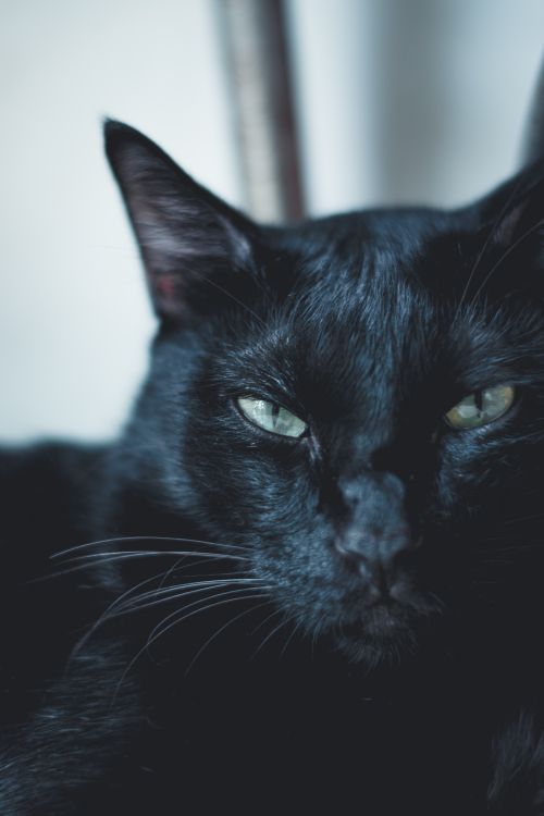 Free Intense close-up of a black cat with piercing green eyes, exuding mystery and elegance. Stock Photo