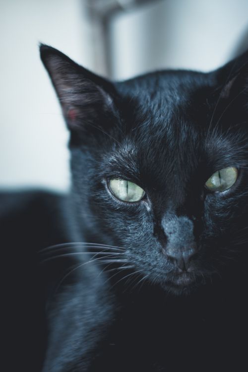 Free Intense close-up of a black cat highlighting its green eyes, captured in a moody setting. Stock Photo