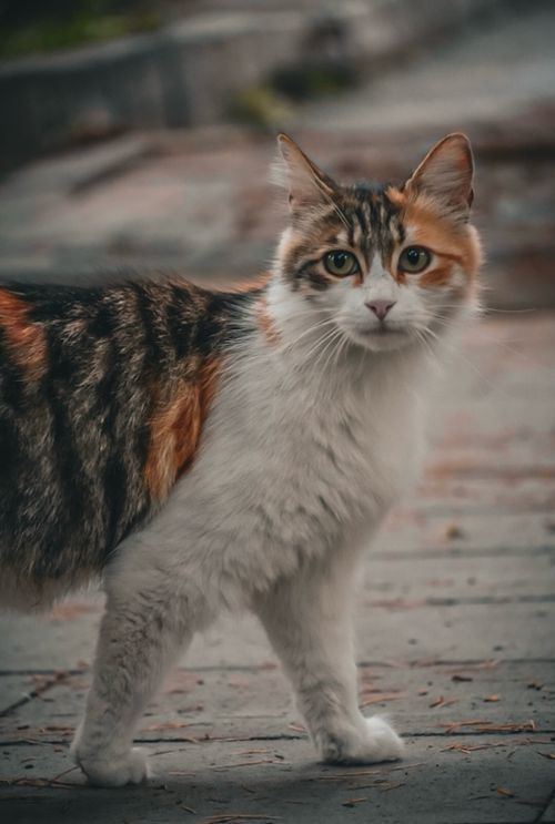 Free A beautiful calico cat photographed in an urban area of Ankara, capturing its striking fur and curious expression. Stock Photo