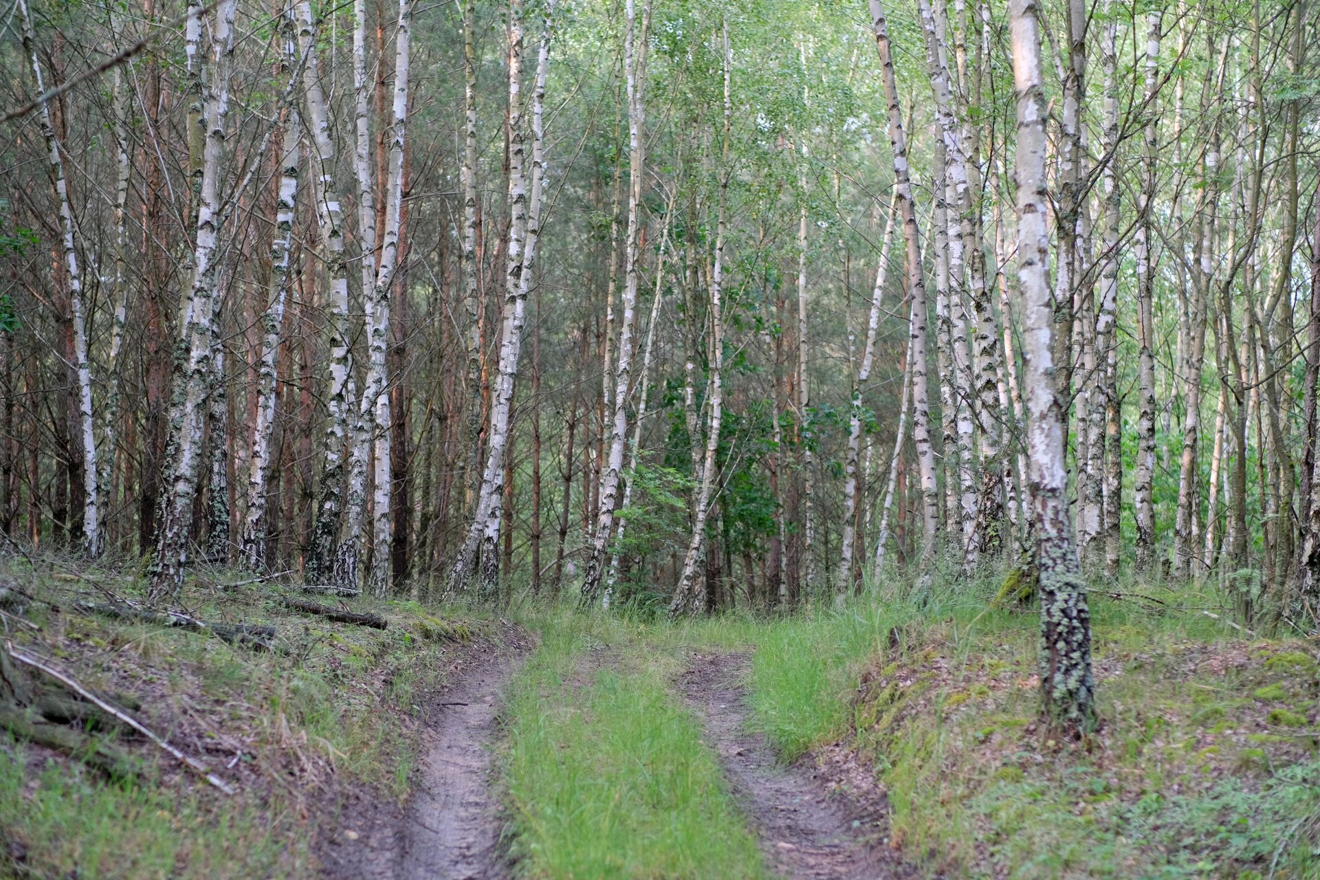 Serene dirt path through a lush birch forest embrace nature's peace.