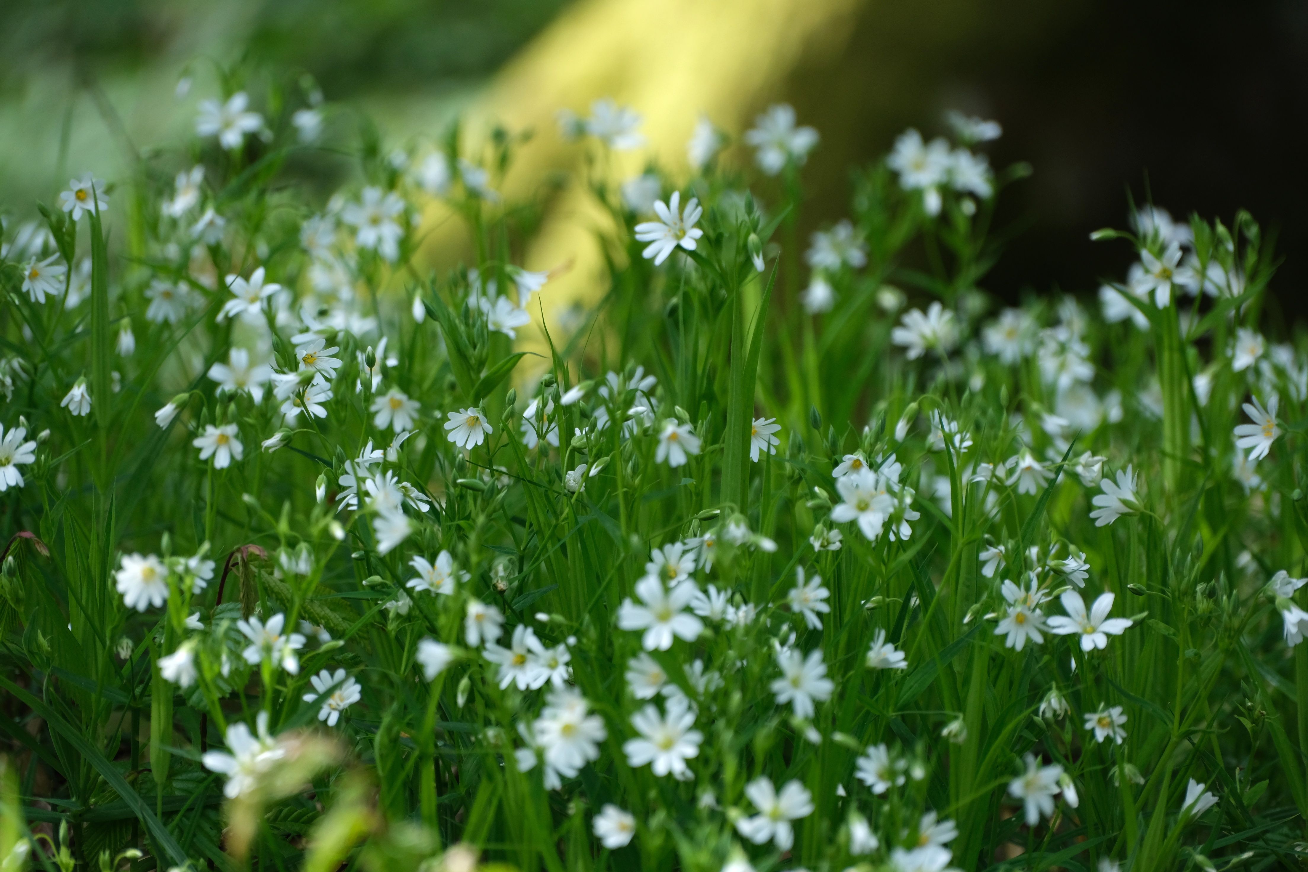 Close-up of White Wildflowers in Spring Meadow · Free Stock Photo