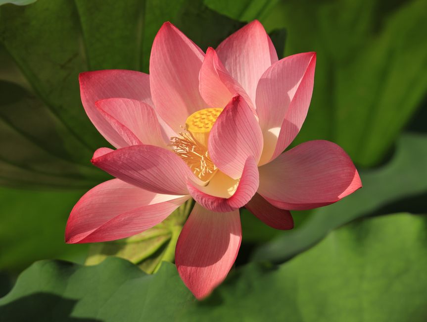 Lotus