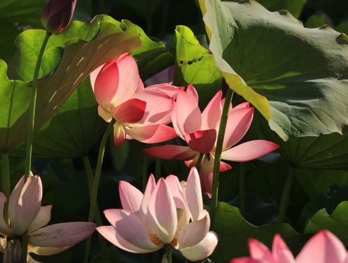 Free Beautiful pink lotus flowers blooming among lush green leaves in natural sunlight. Stock Photo
