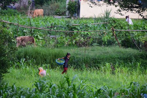 Free Children and cows in a vibrant farm setting, showcasing farming life. Stock Photo