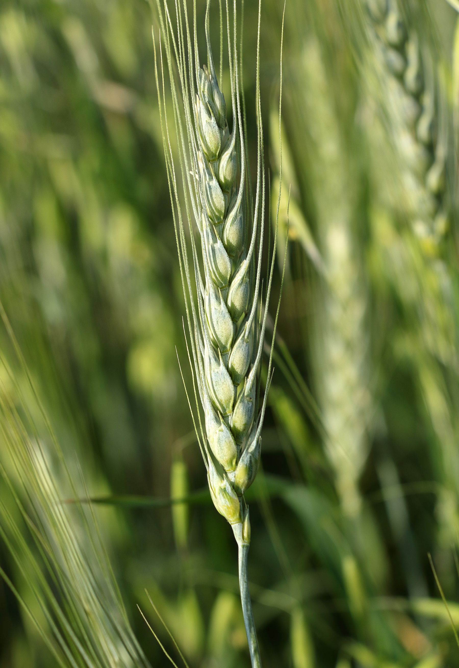 Macro of a green wheat ear in a lush field — photo by Mustafa Akın on Pexels