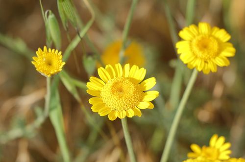Free Vibrant yellow daisies blooming in a natural outdoor setting, capturing the essence of spring. Stock Photo