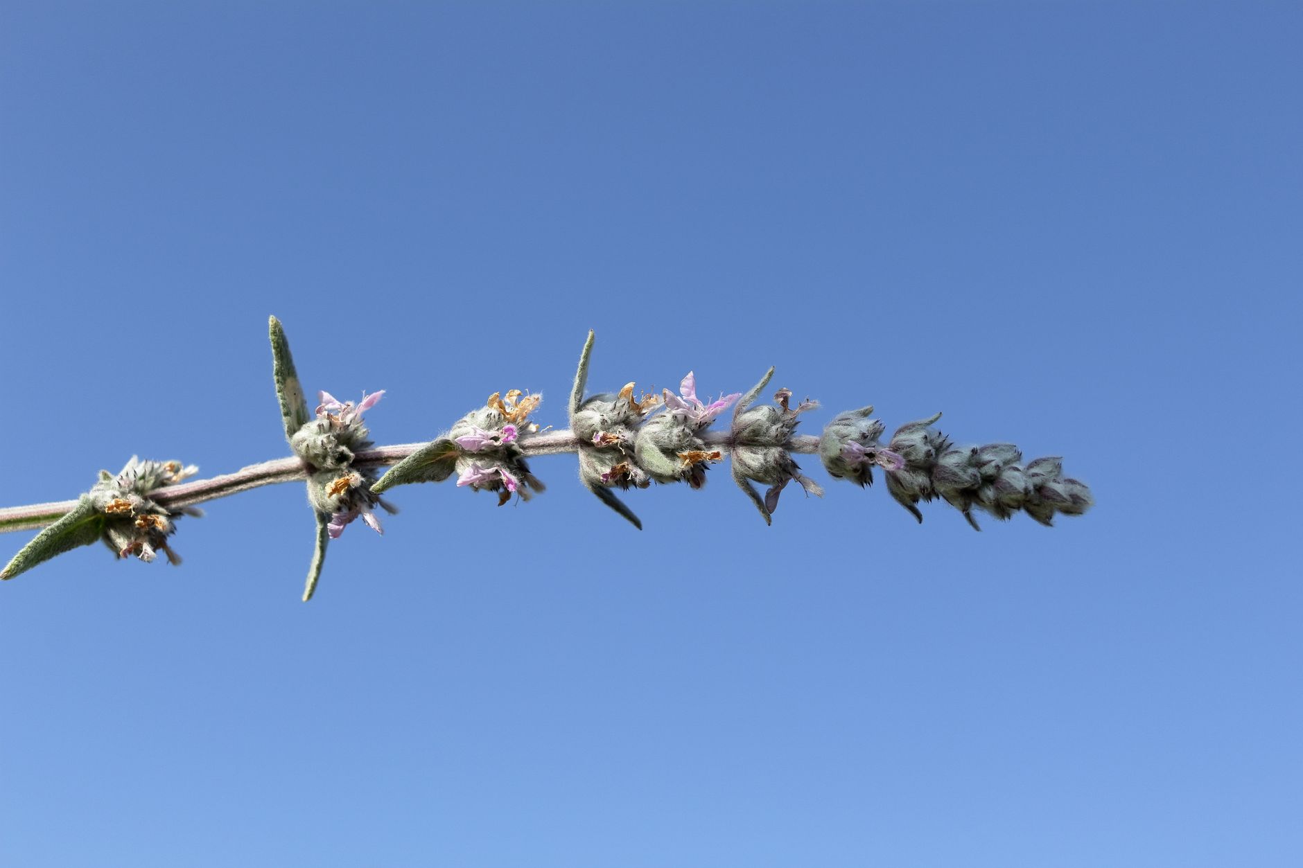 Chaste Tree Berry Botanical Photo