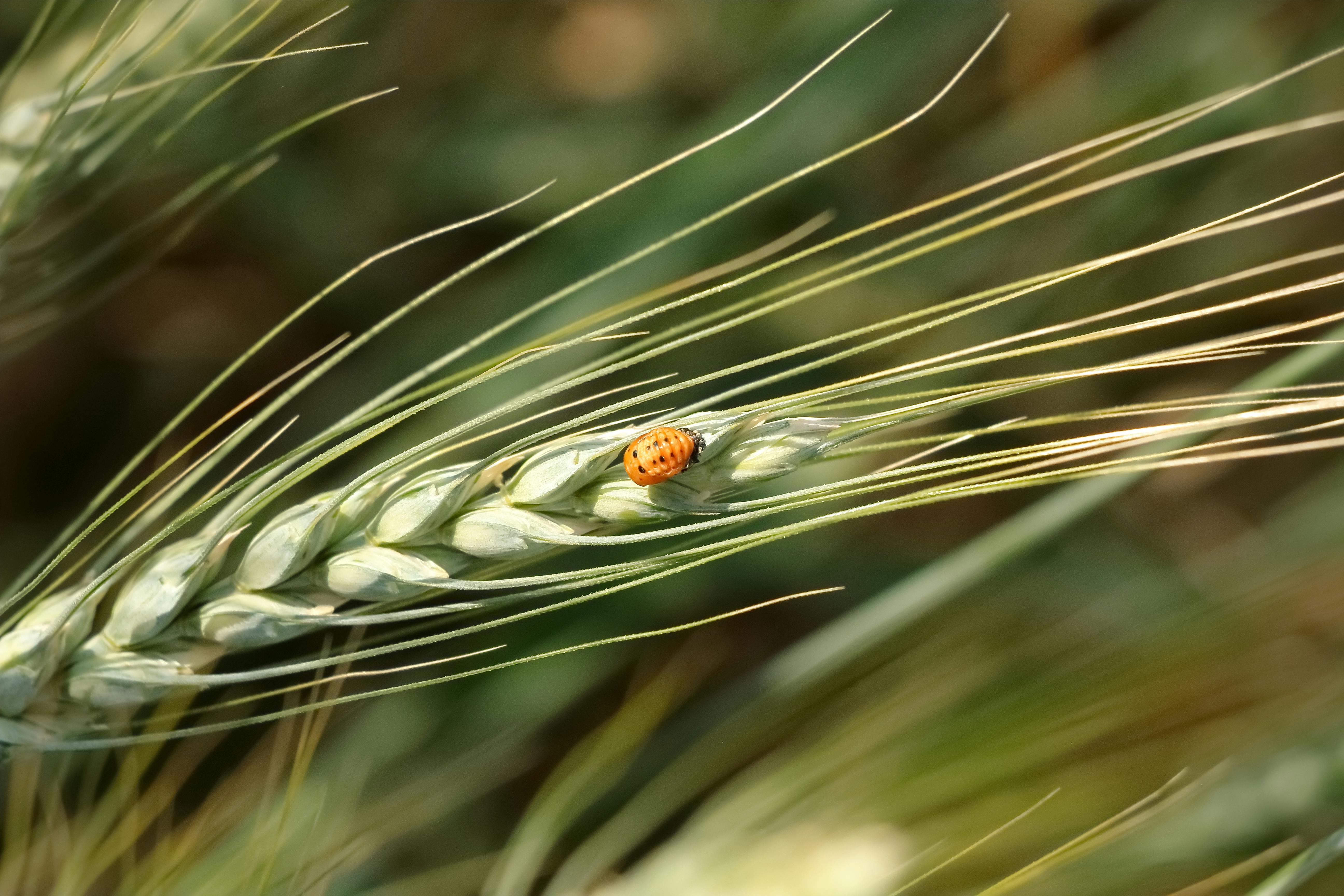 Pest Photos, Download The BEST Free