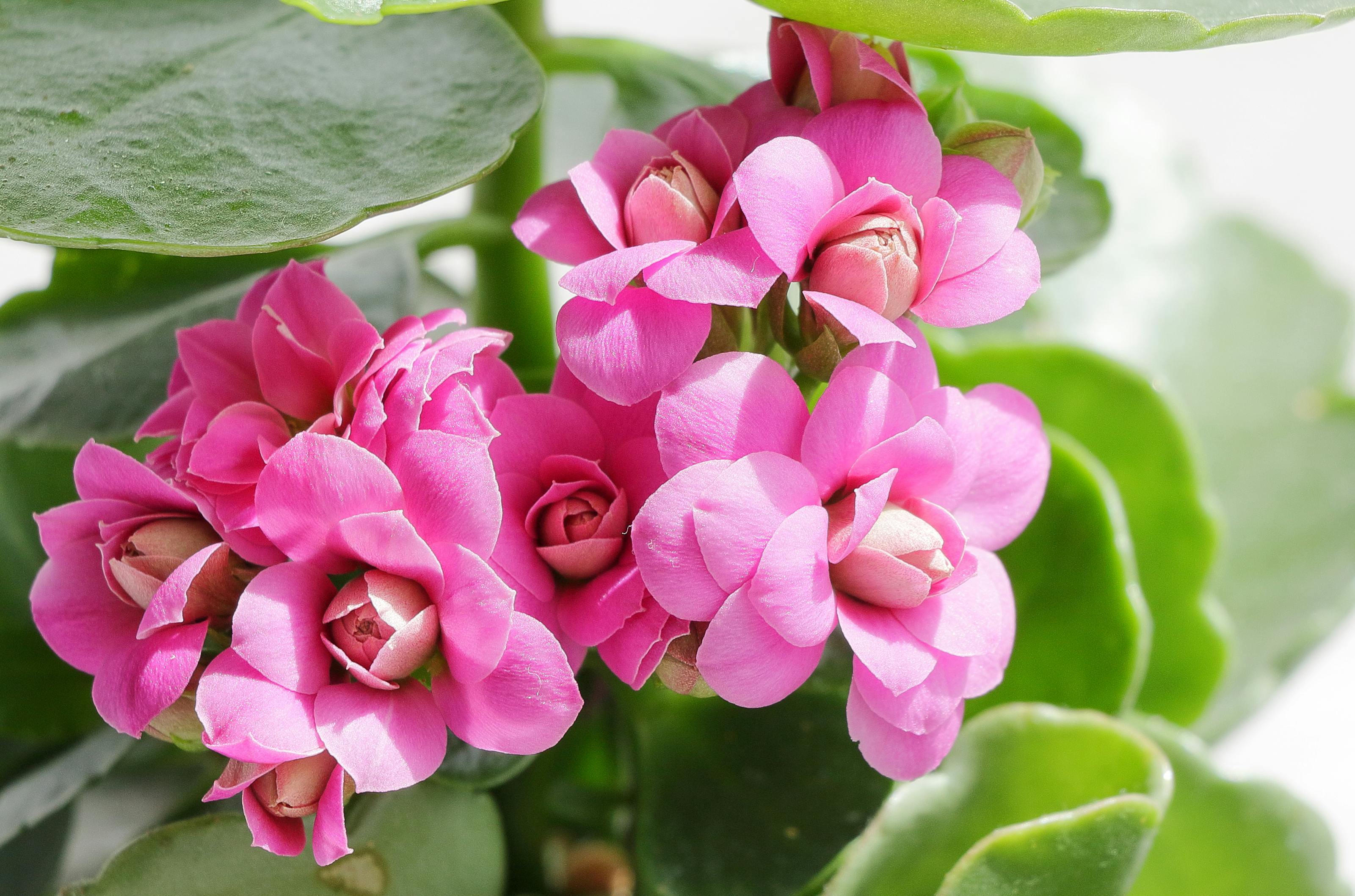 Gardening Pros Explain Why Your Begonias Aren’t Blooming—And the Secret to More Flowers — Photo by Mustafa Akın on Pexels