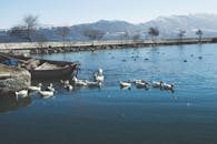 湖面宁静，背景是鸭子、船只和白雪皑皑的山脉