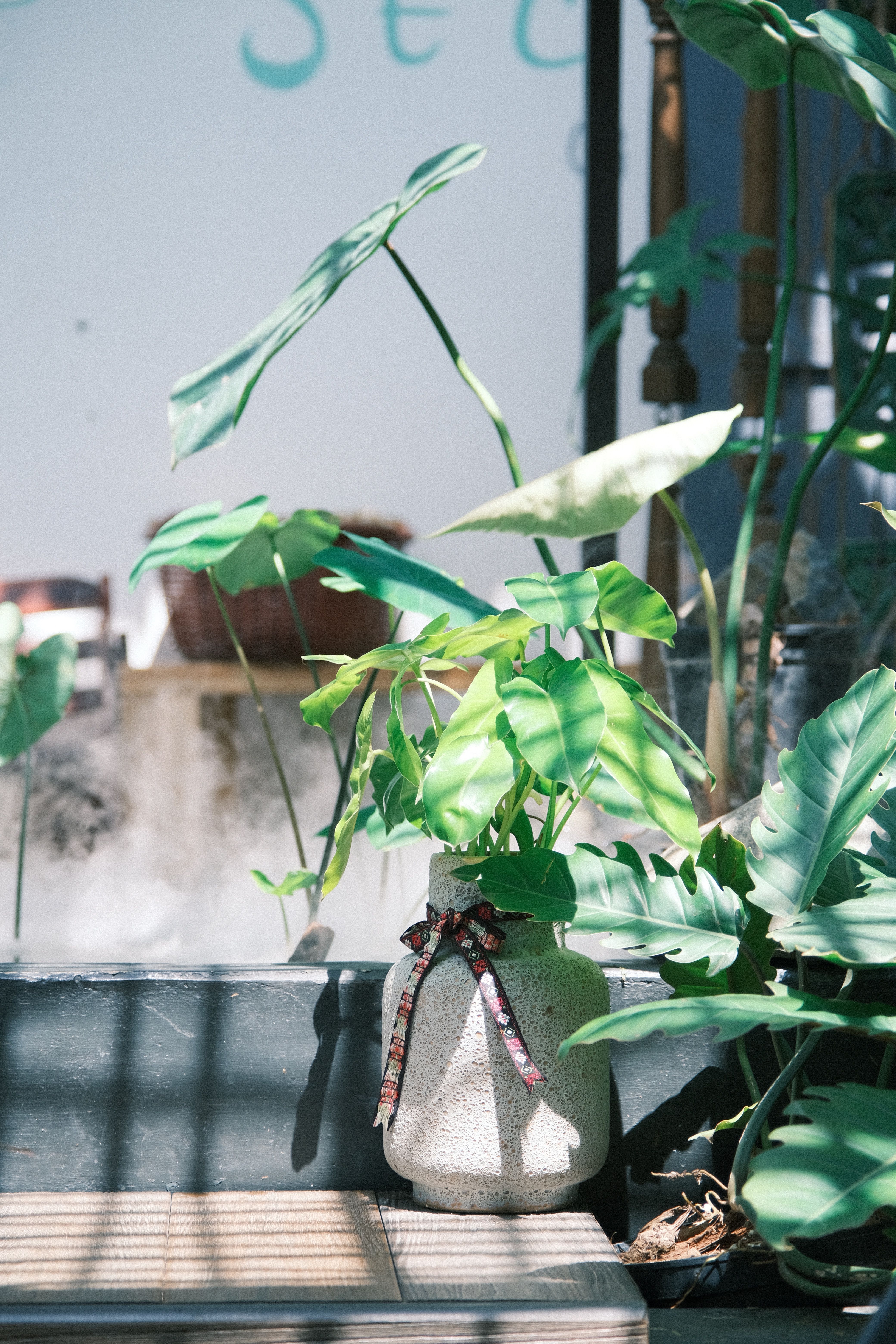 Décoration intérieure avec des plantes dépolluantes - illustration