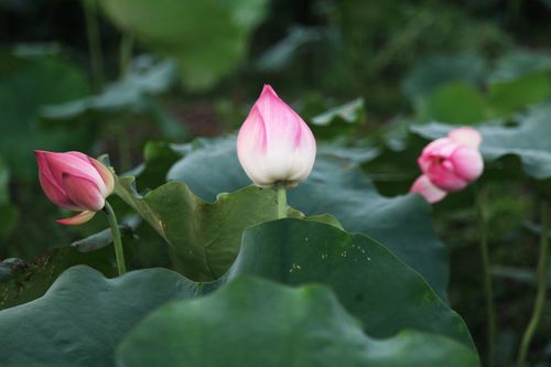 Free Vibrant pink lotus buds emerge from lush green leaves in a serene outdoor setting. Stock Photo