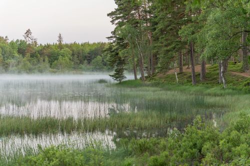 Free Tranquil misty forest lake scene at dawn with lush green trees and clear water reflections. Stock Photo