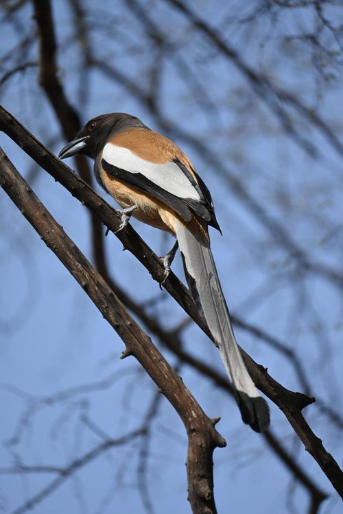 Free A close-up of a Rufous Treepie resting on a branch under a clear sky. Stock Photo