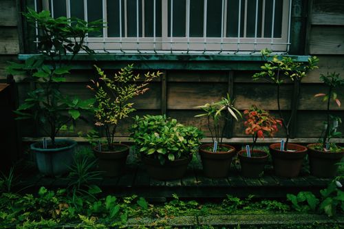 Free A serene lineup of potted plants against a rustic wooden wall with window bars showcasing greenery. Stock Photo