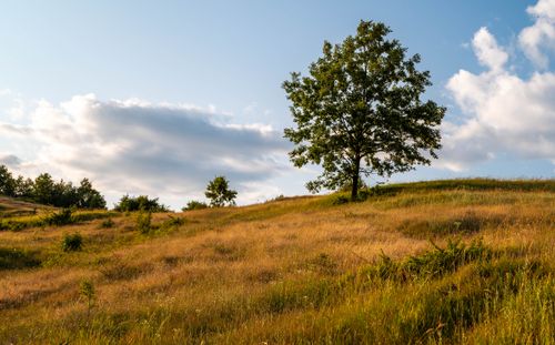 Free Serene countryside view with tree and grassy hills under a partly cloudy sky in Furcșoara, Romania. Stock Photo