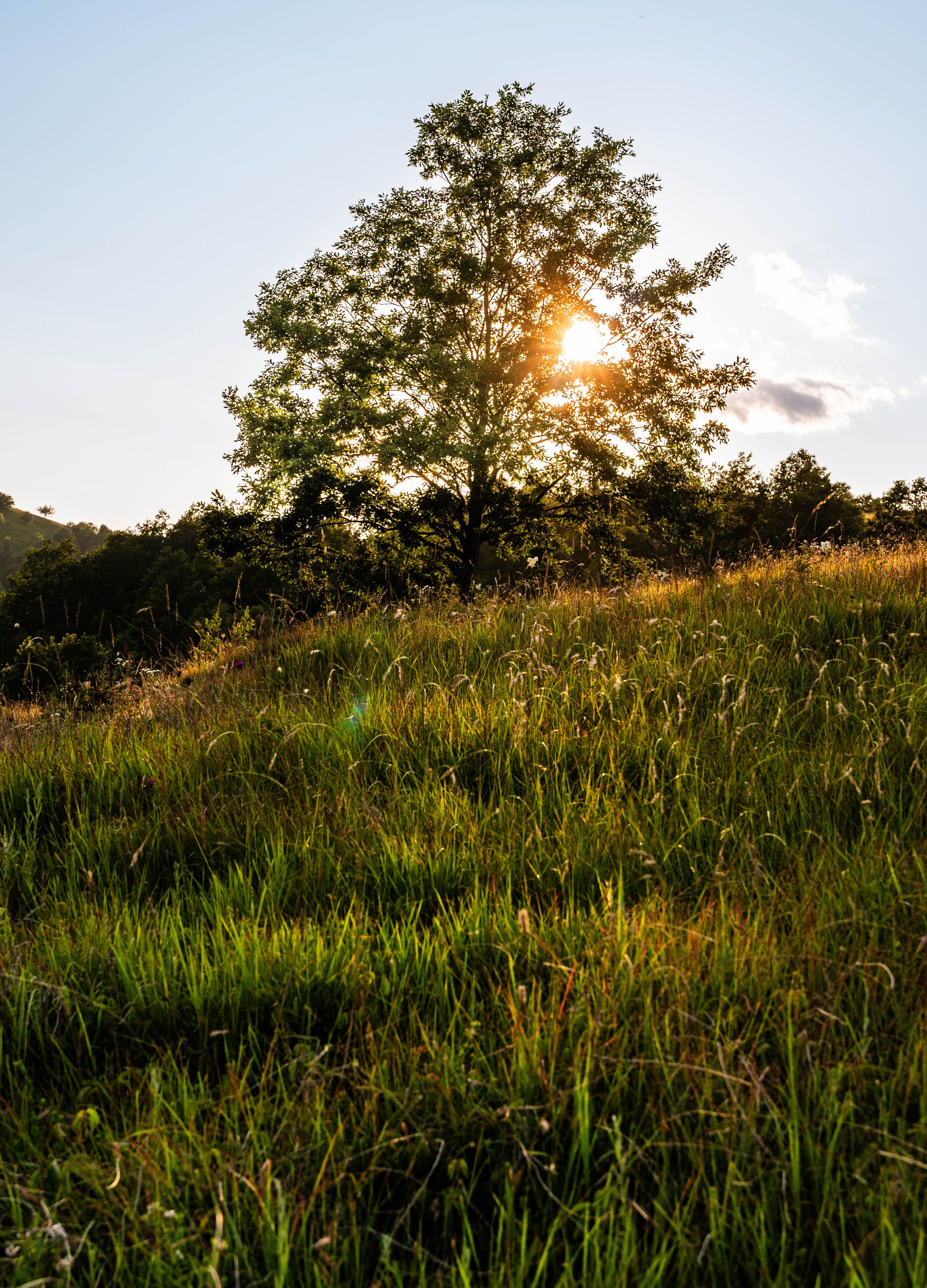 Serene Lone Tree at Sunset on Romanian Hill · Free Stock Photo