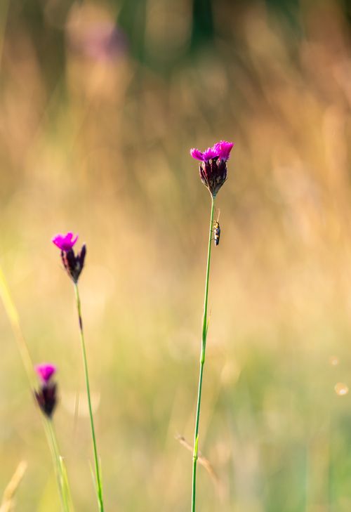 Free A serene macro view of purple wildflowers with an insect in a summer meadow. Stock Photo