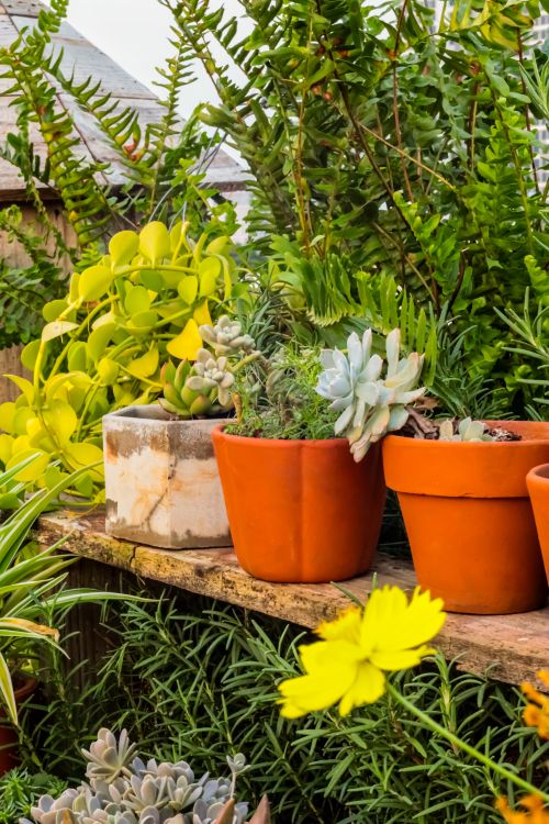 Free Colorful succulent garden with various plants in clay pots, showcasing a lush, vibrant outdoor setting. Stock Photo