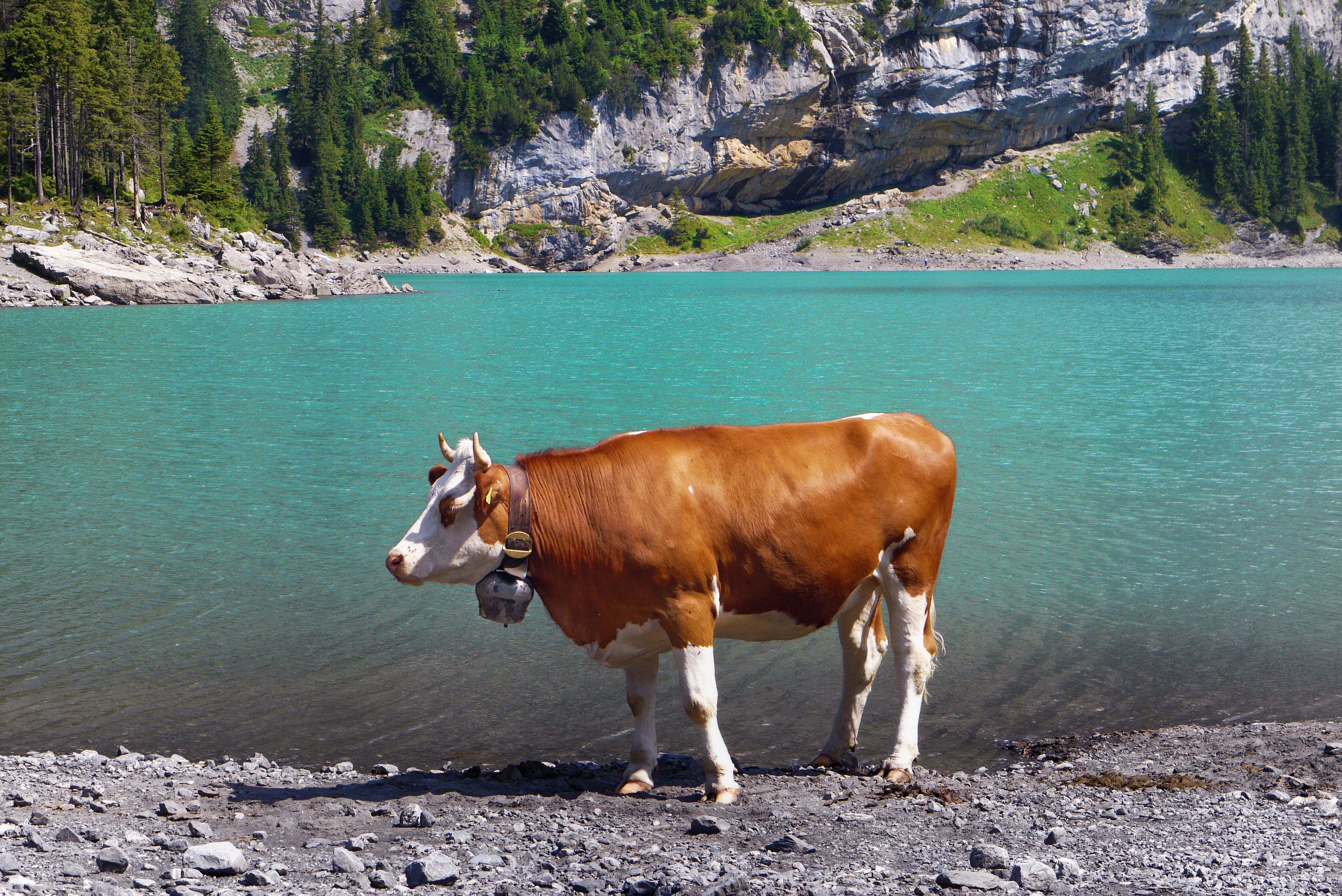 Vaca Marrón Junto A Un Lago Turquesa En Kandersteg, Suiza · Foto de ...