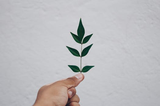 Close-up of a hand holding a green leafy twig against a white wall, symbolizing simplicity and nature.