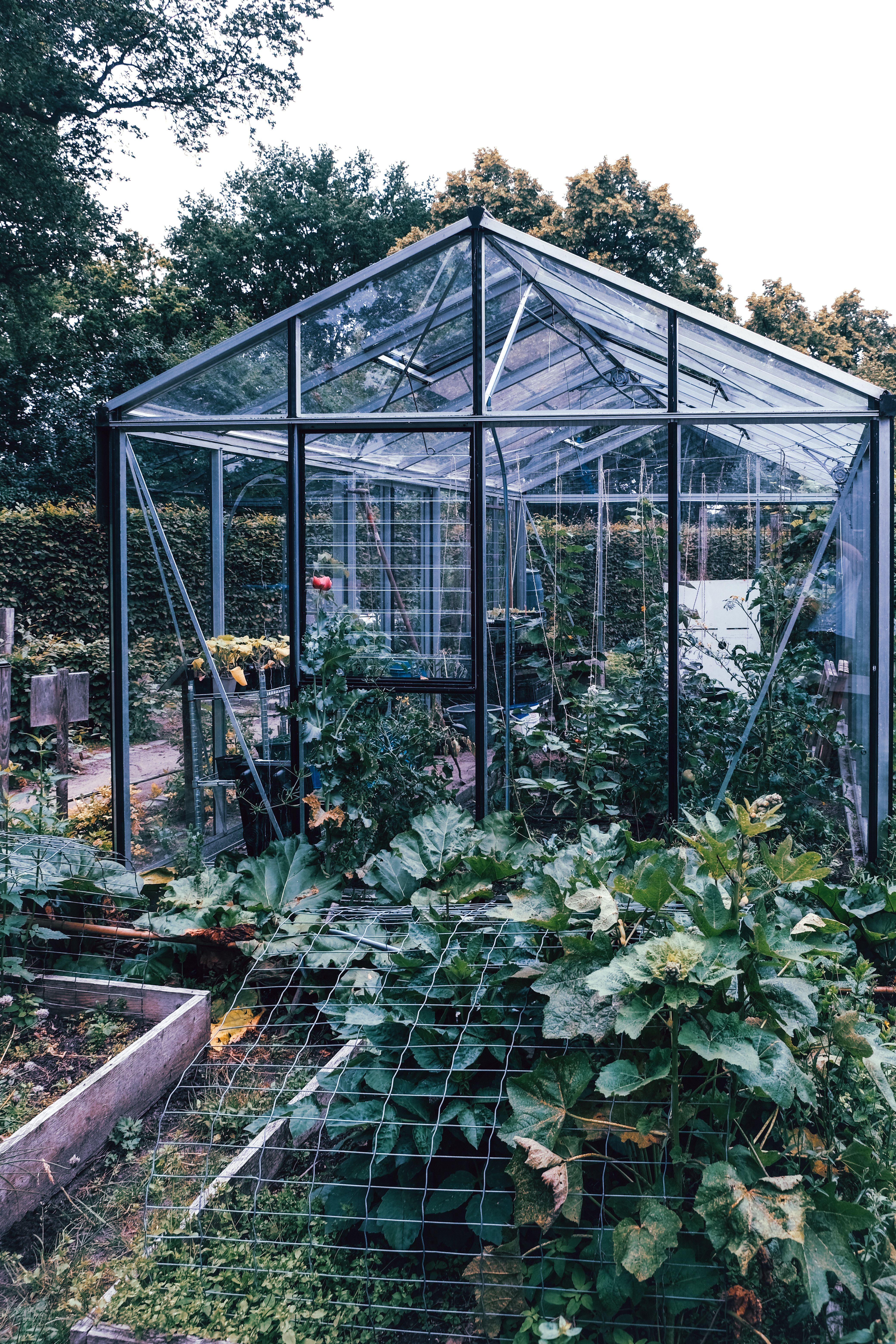 Lush Greenhouse in a Vibrant Summer Garden · Free Stock Photo