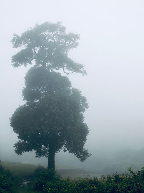 Free Solitary tree in a foggy landscape creating a serene and mysterious ambiance. Stock Photo
