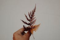 手中拿着一片精致的棕色叶子，背景是中性的