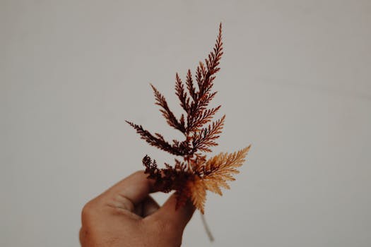 手中拿着一片精致的棕色叶子，背景是中性的