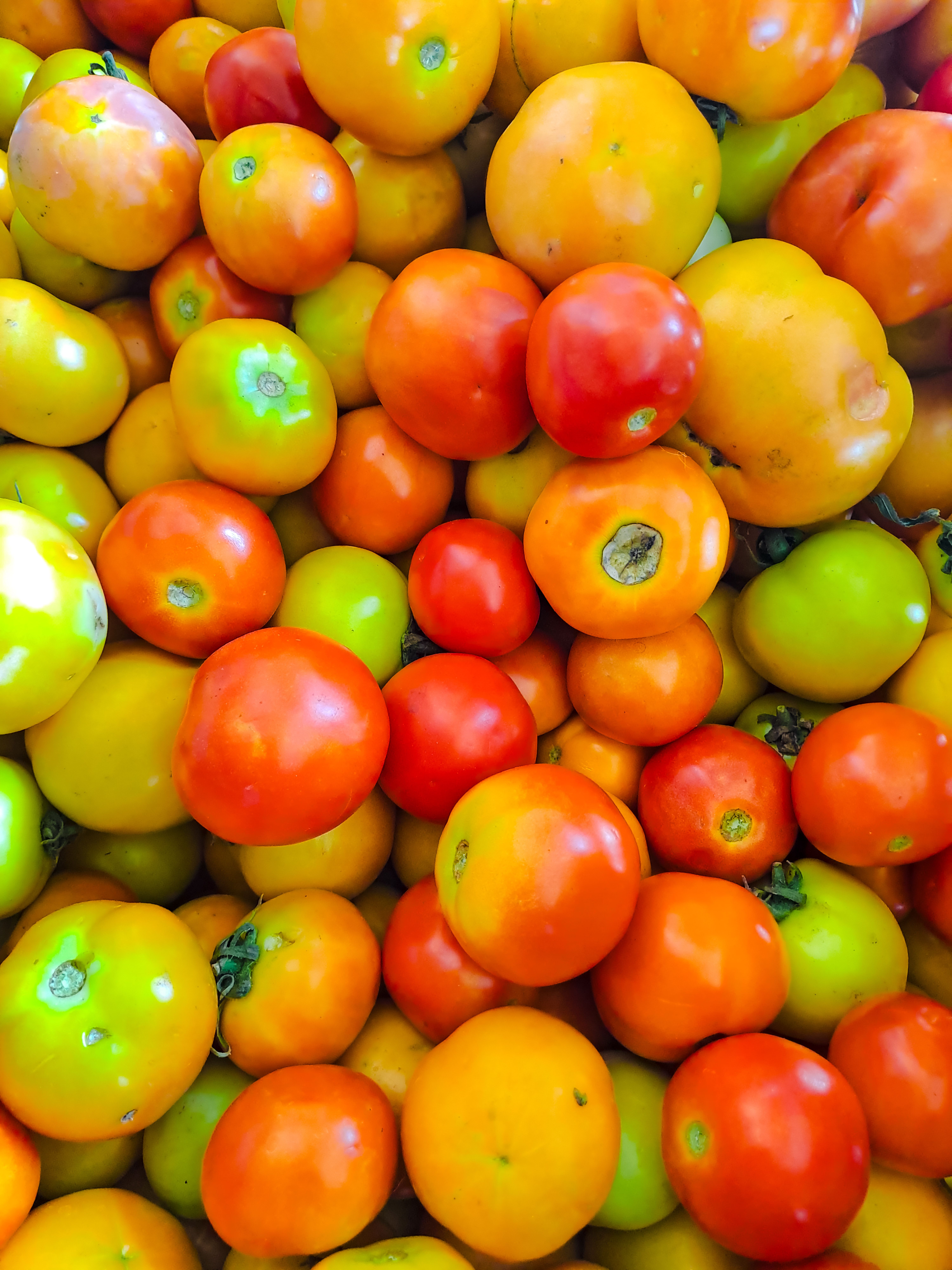 Vibrant Assortment of Fresh Tomatoes · Free Stock Photo