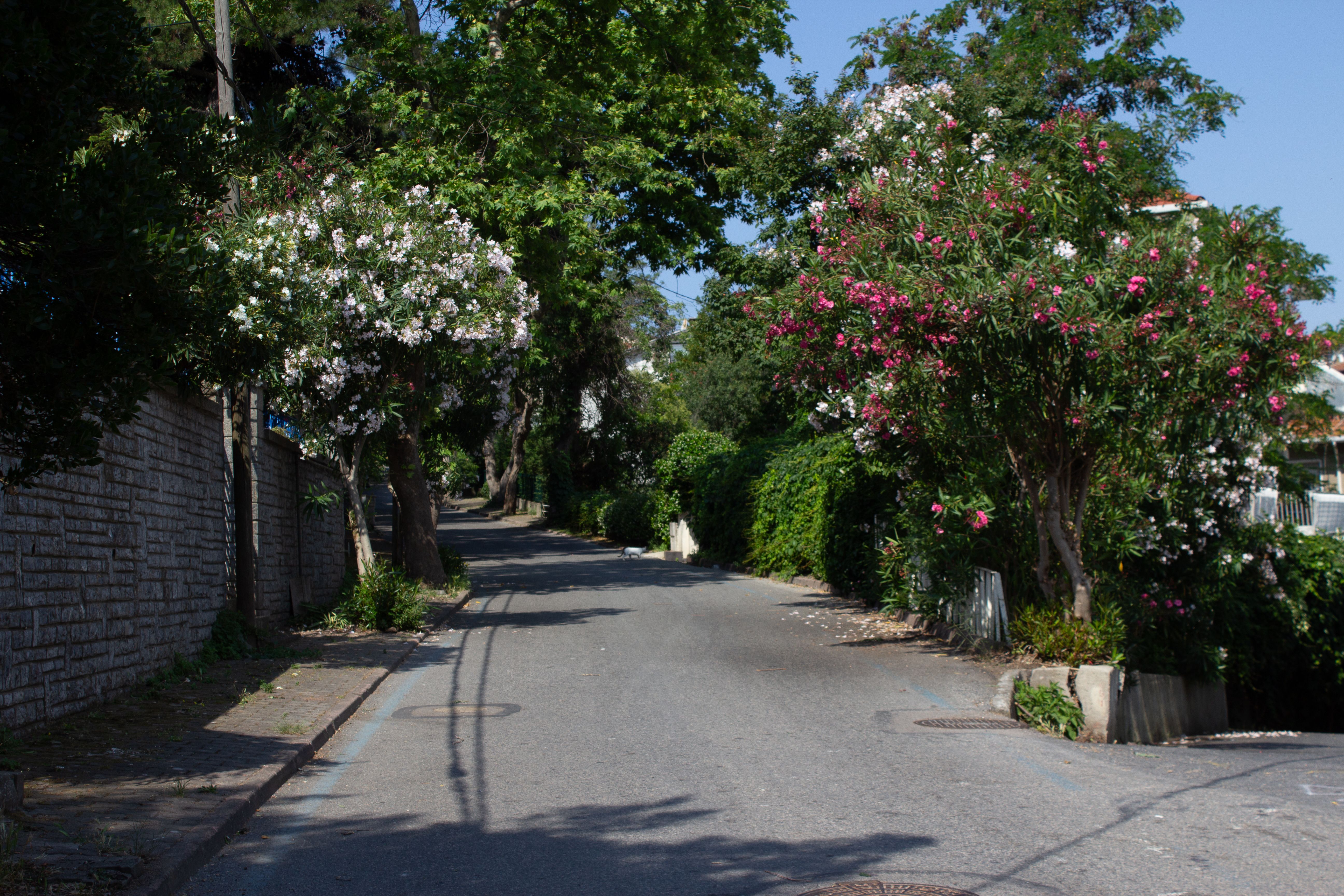 4. Established Neighborhoods