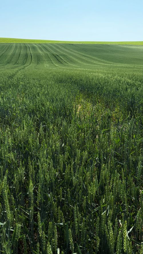 Free Serene view of a vast green wheat field with a clear blue sky backdrop. Stock Photo