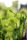 green flowers