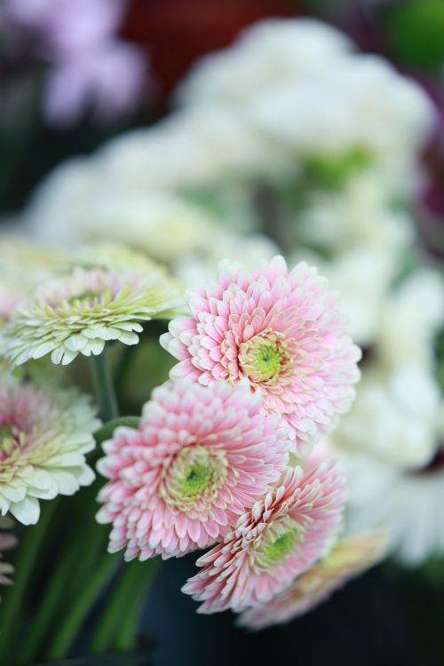 Free A soft focus close-up of pink and white chrysanthemums with blurred background. Stock Photo