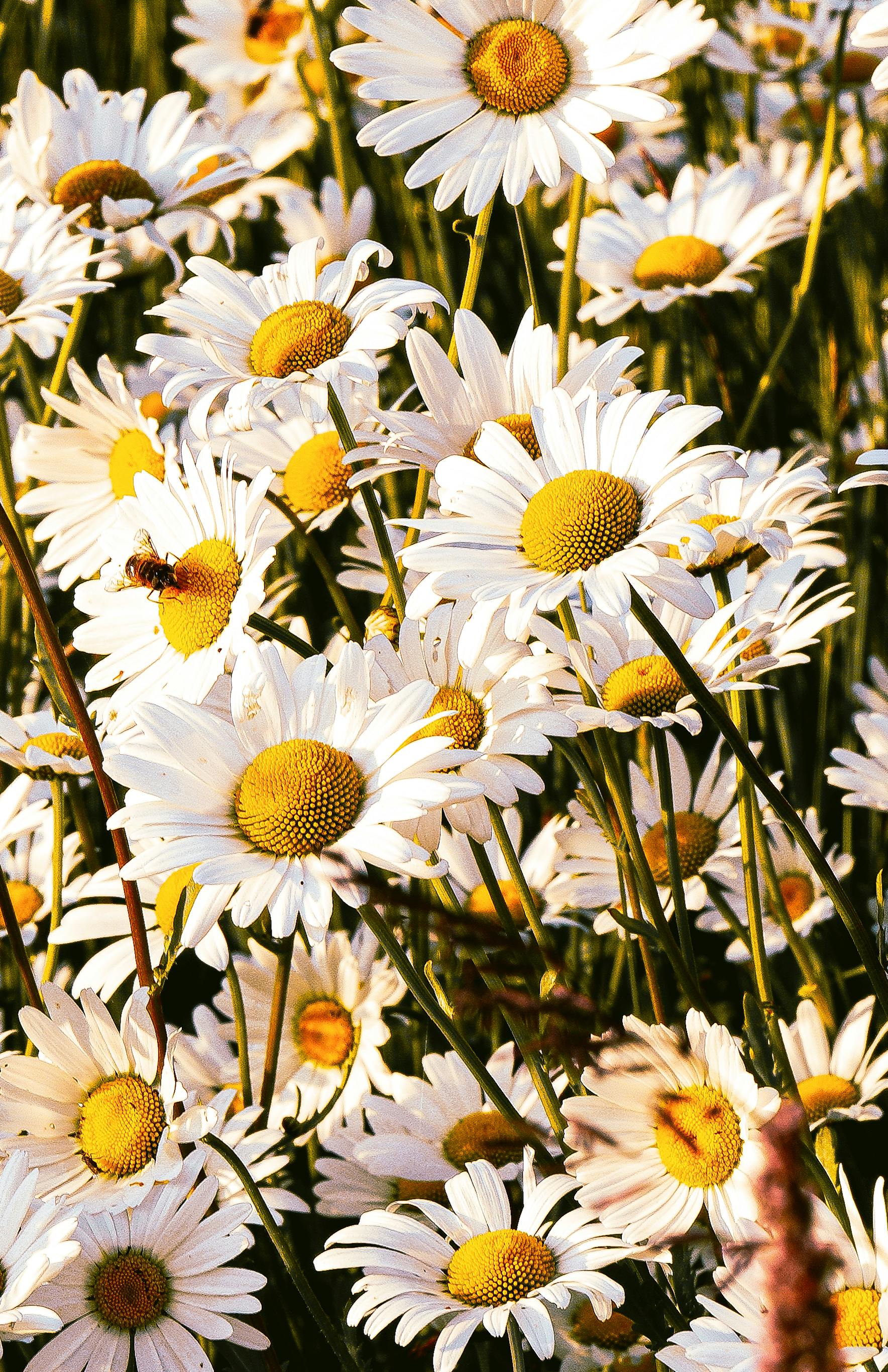 Vibrant daisies in full bloom, capturing the essence of summer beauty.