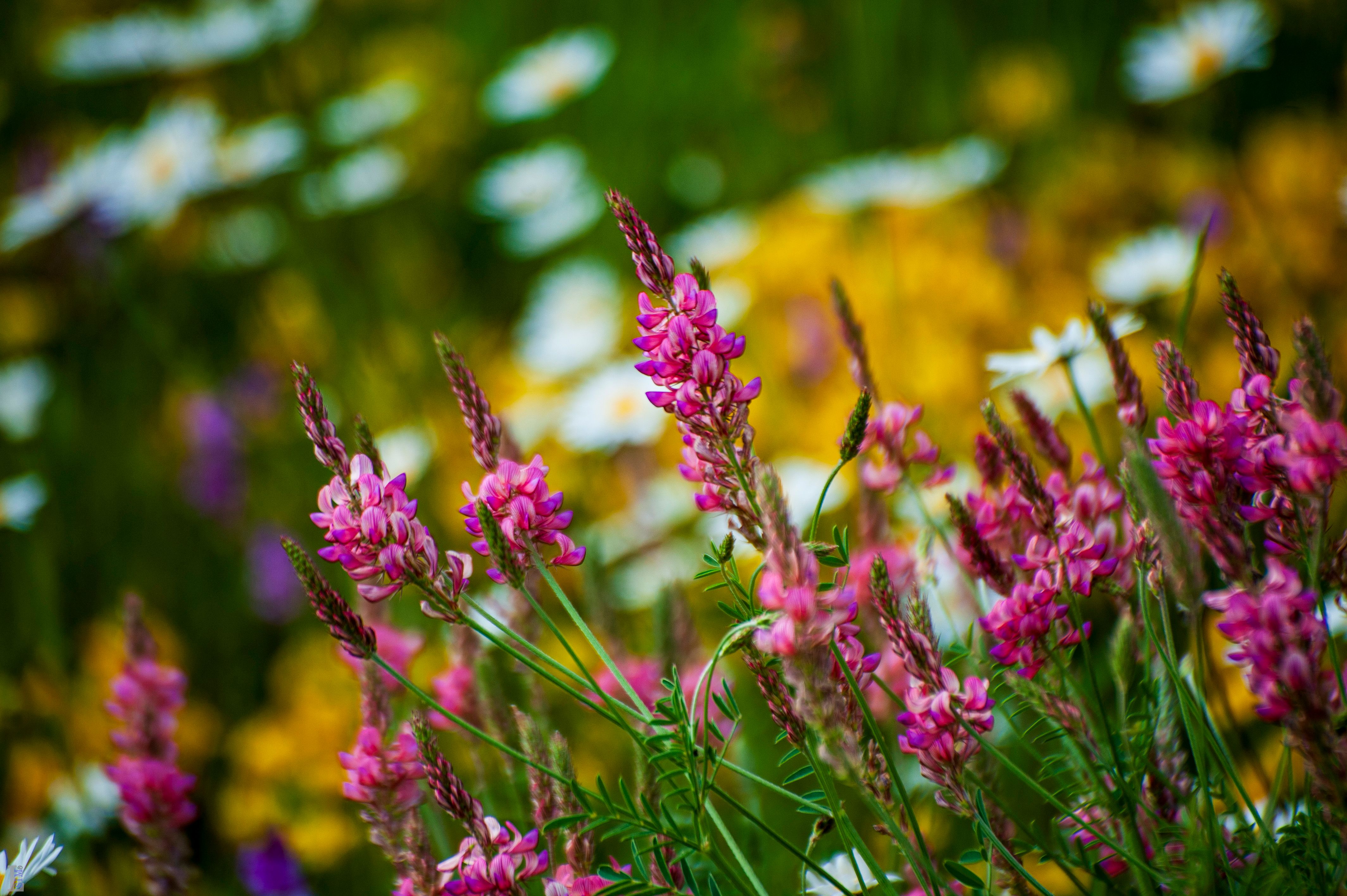 Vibrant Georgian Wildflowers in Bloom · Free Stock Photo