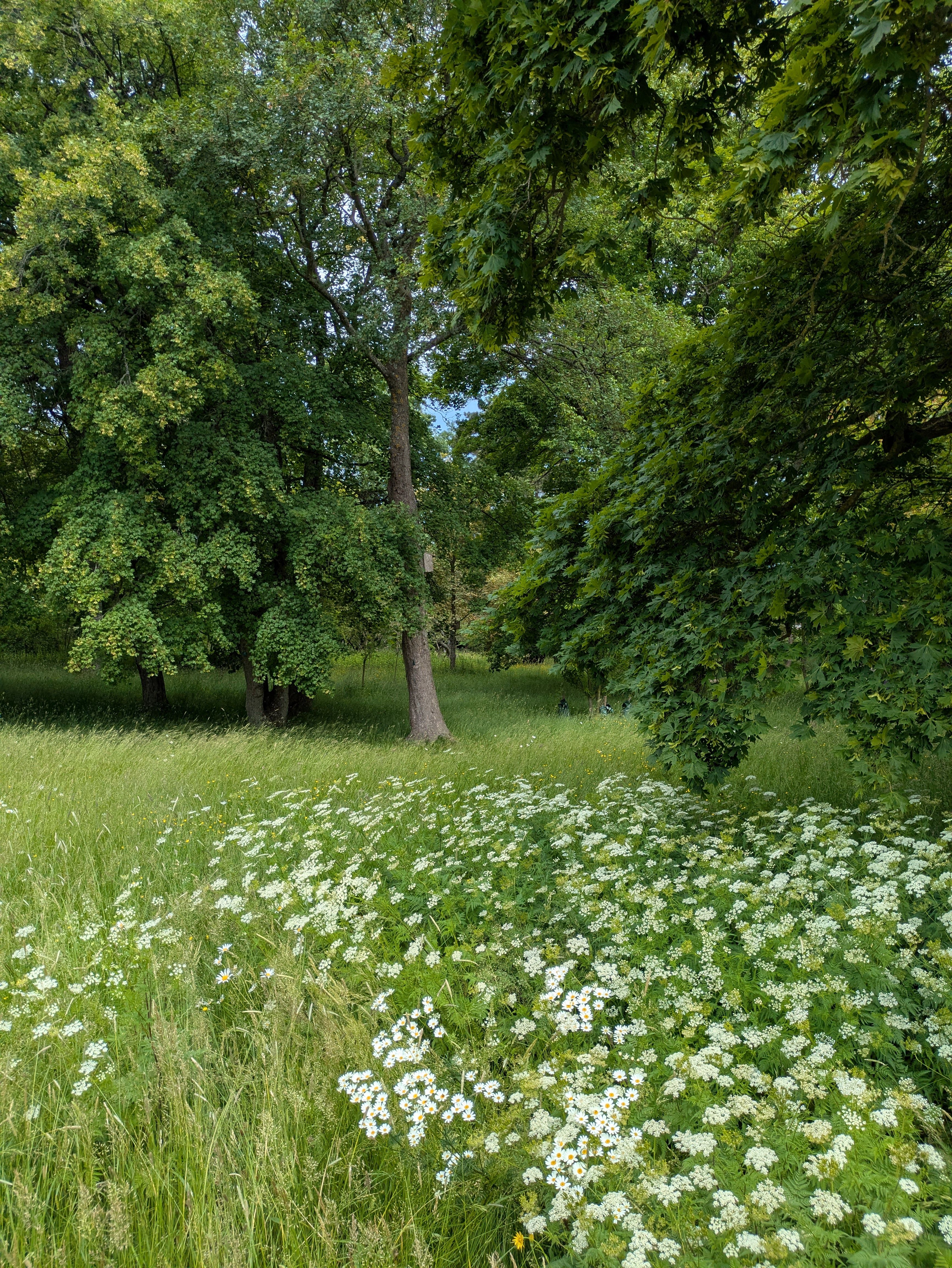 Serene Green Meadow with Blooming Wildflowers · Free Stock Photo