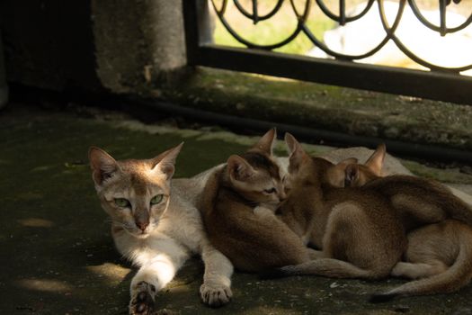 A mother cat and her kittens rest peacefully in a sunlit spot, capturing a serene family moment.