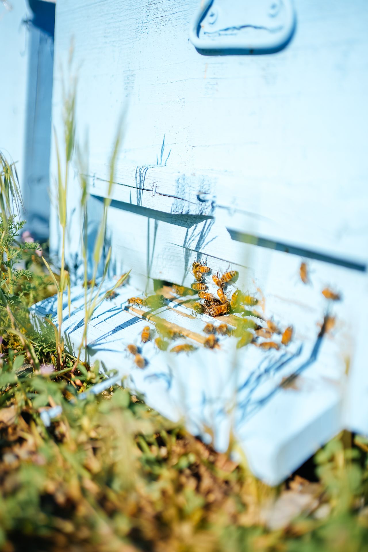 Bees streaming in and out of a cavity nest — the tell-tale sign of an established bumblebee or wasp colony behind a soffit, fascia board, or wall cavity.