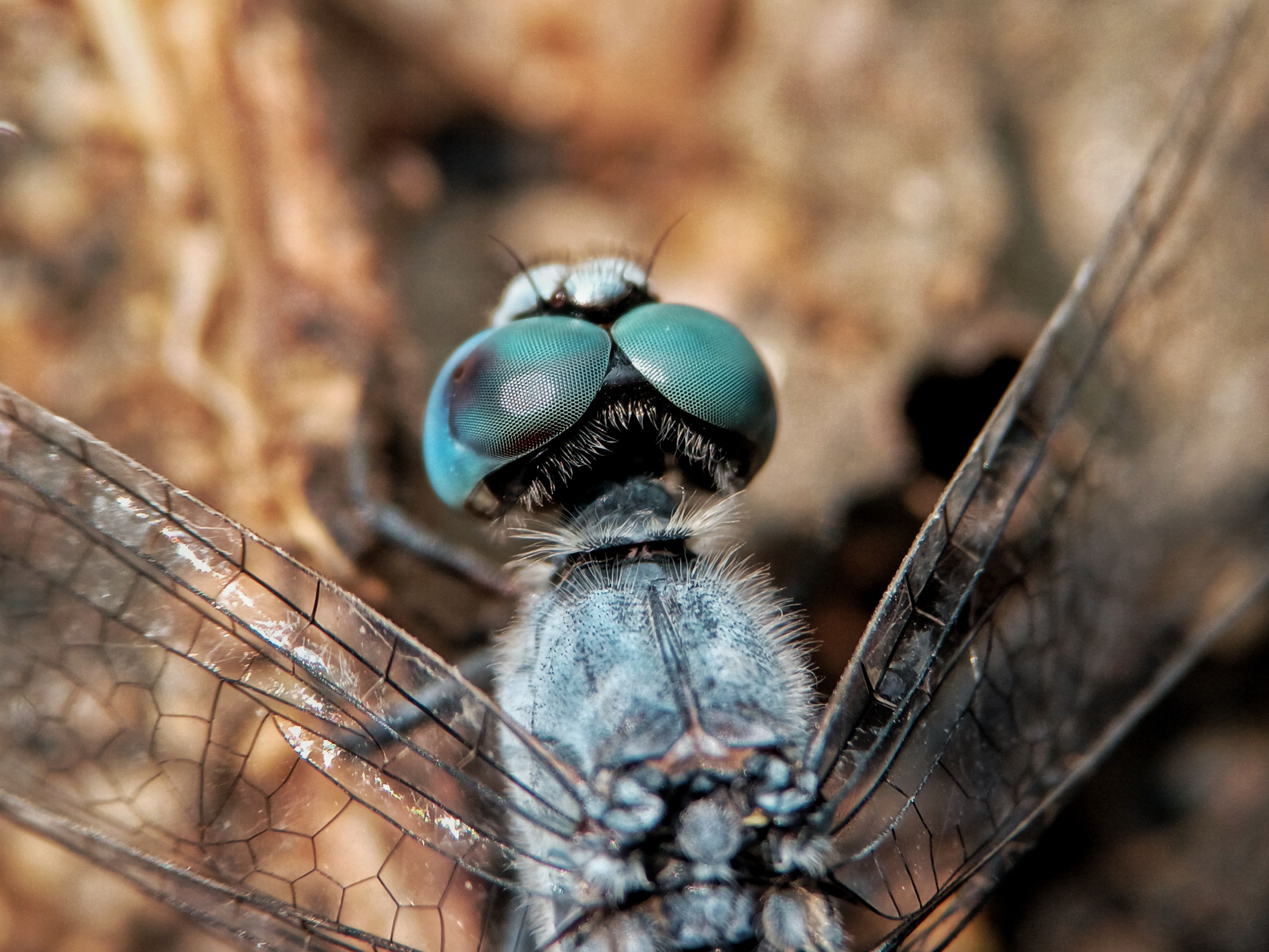 Close-up of a Dragonfly with Detailed Eyes · Free Stock Photo