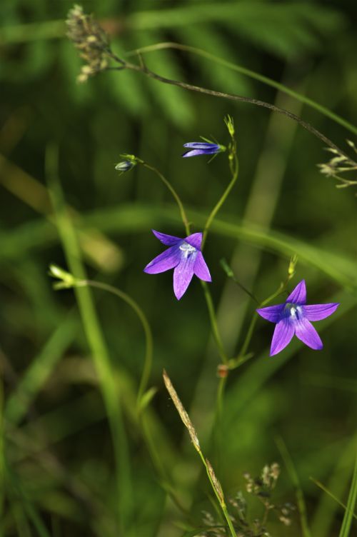 Free Vibrant purple harebells blooming in lush green grass. Captured outdoors in a natural setting. Stock Photo