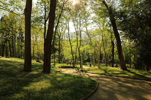 Free Peaceful spring scenery in Gülhane Park captures lush greenery and sunlight filtering through the trees. Stock Photo