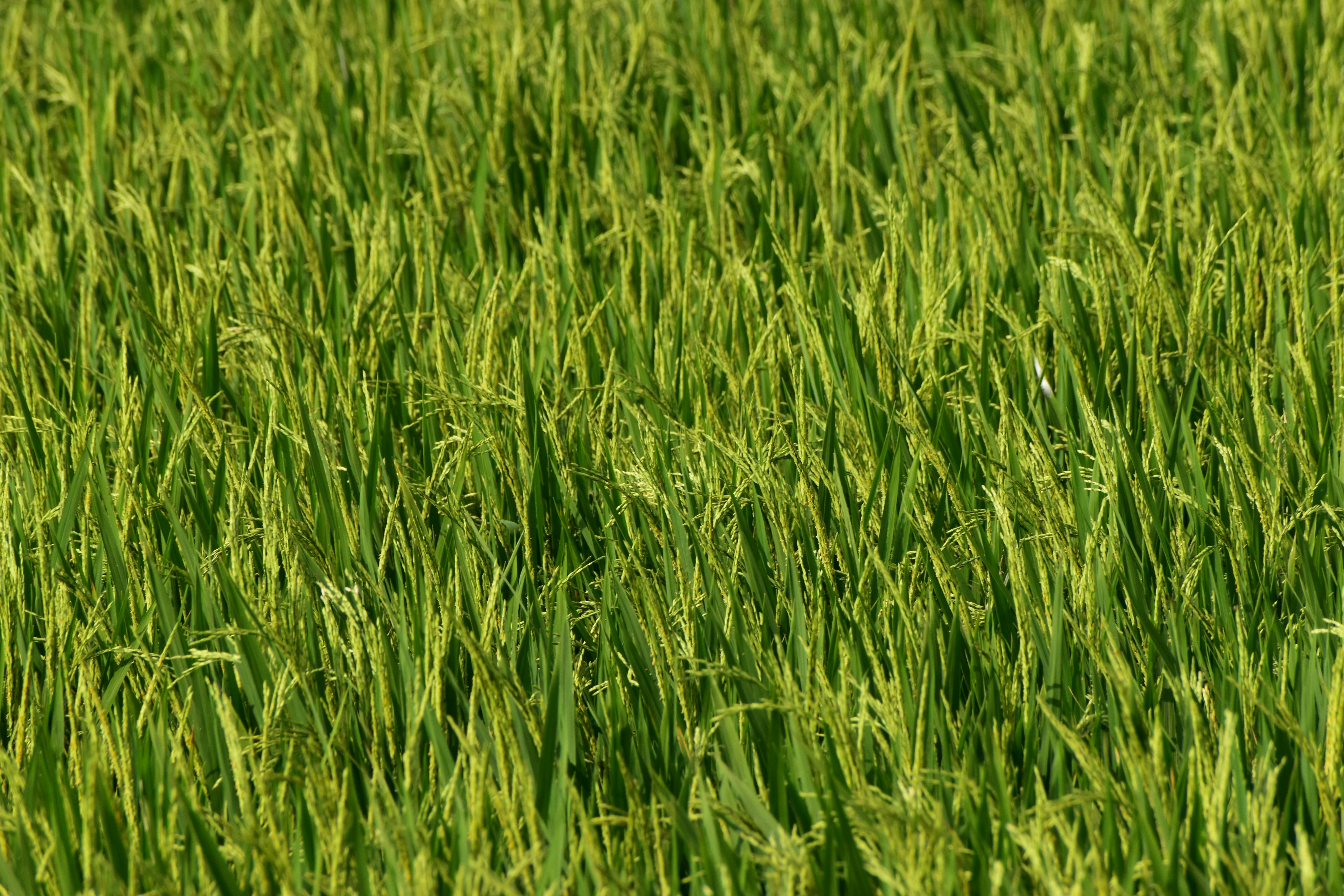 Rice Field Photos, Download The BEST Free Rice Field Stock Photos & HD ...