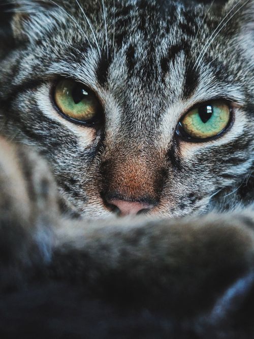 Free Intense close-up of a tabby cat highlighting its mesmerizing green eyes. Stock Photo