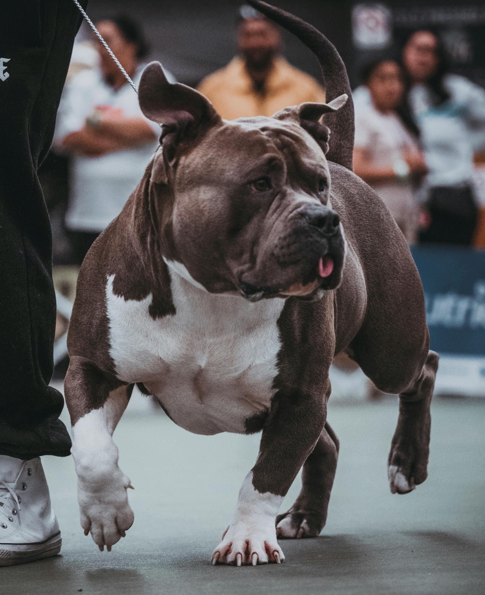 Kesimpulan: LM4910, Sahabat Setia Para Penghobi Audio