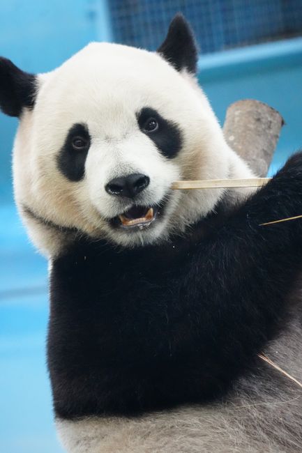 Close-up of a giant panda bear munching bamboo, showcasing its playful nature.
