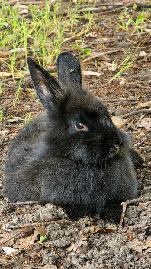 Free A fluffy black rabbit relaxing on a forest floor surrounded by grass and twigs. Stock Photo