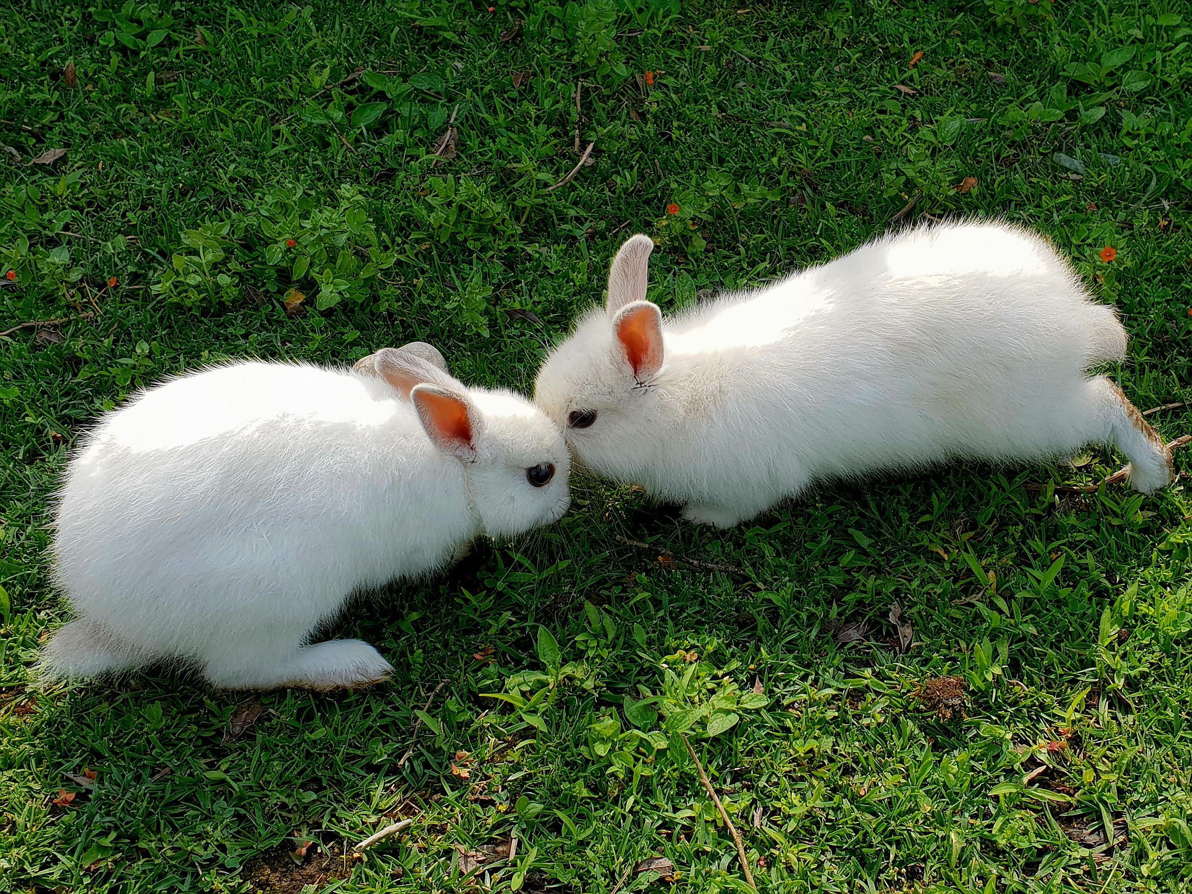 Spring Season Pet Safety Tips - WGN — Photo by Daciana  Cristina  Visan on Pexels