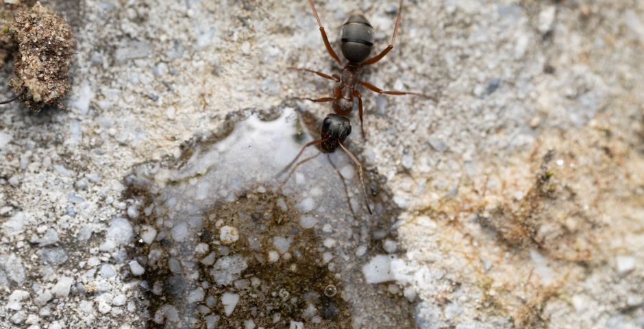 Close-up of an ant on a rough surface — ant trails thin out over one to two weeks after baiting