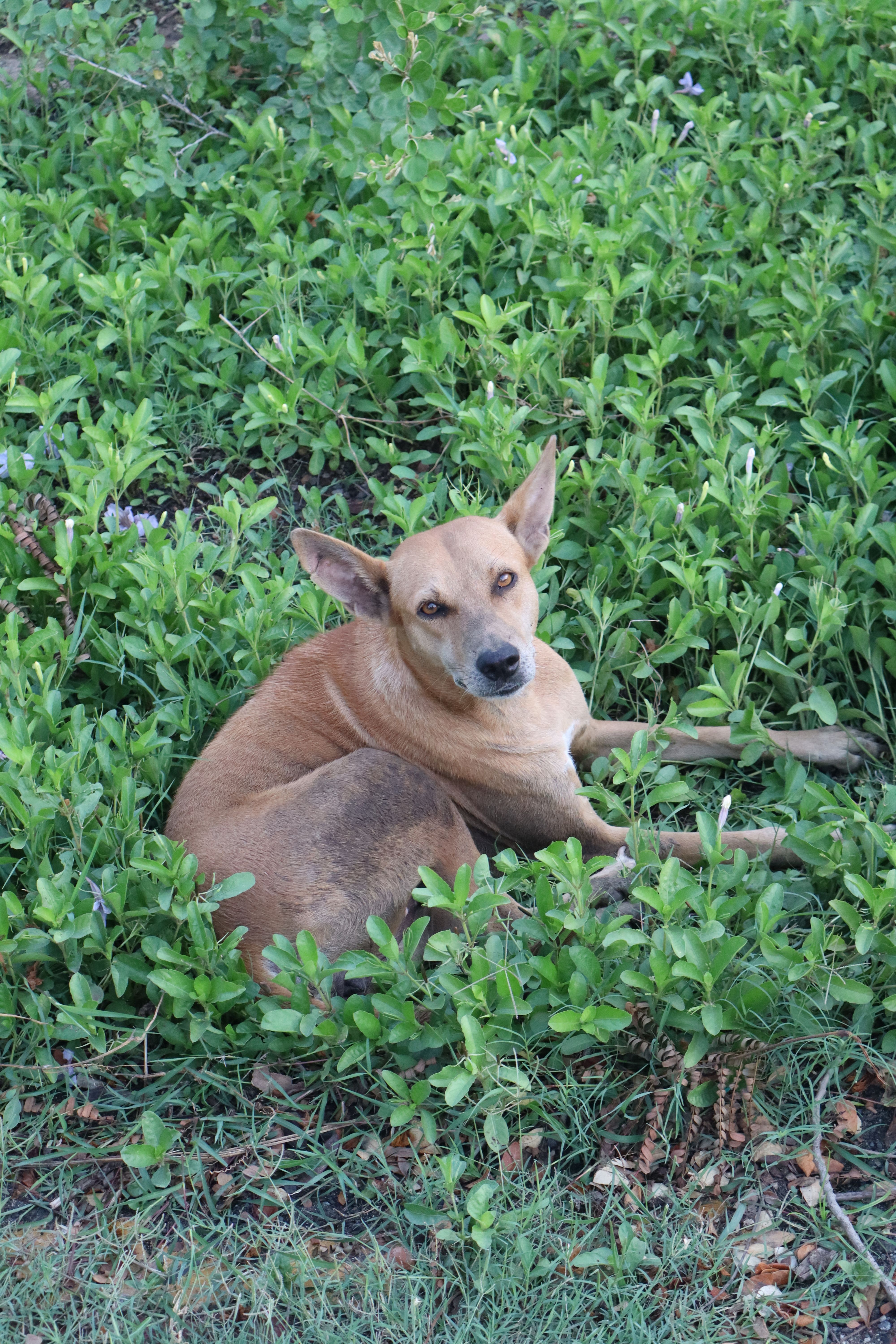 Brown dog resting in lush green vegetation · Free Stock Photo
